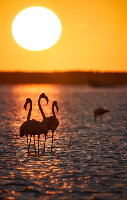 American Flamingo at Sunrise, Mexico