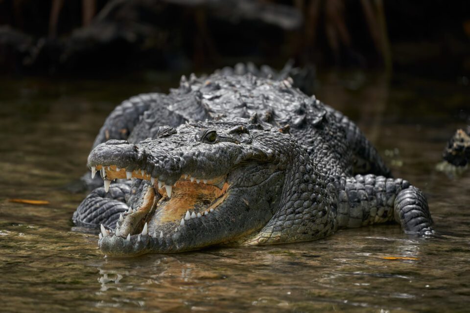 Morolete’s Crocodile