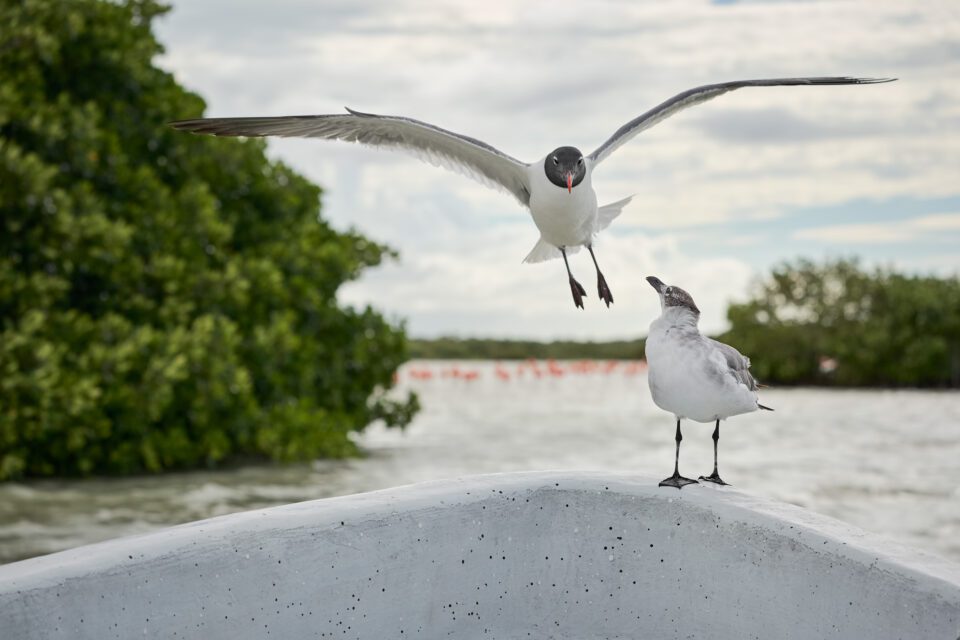 Laughing Gulls, Mexico