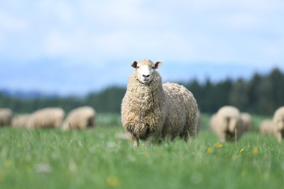 500mm f5.6 sample image of sheep