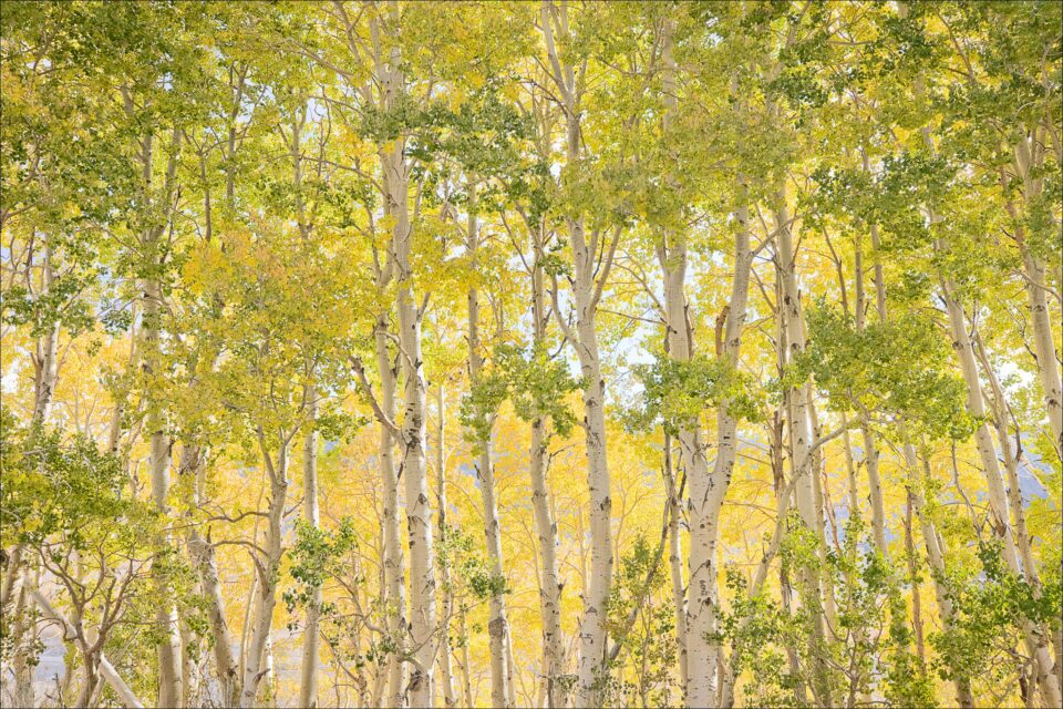 Aspen Tapestry