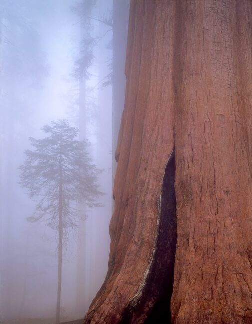 Giant sequoia and fir tree in the fog, Sequoia National Park, California, 1993_©Copyright © 2014 William Neill