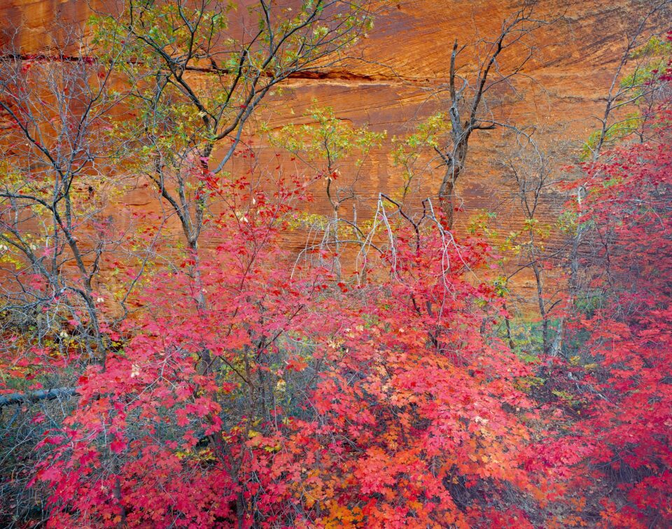 Red maples and slickrock, Zion National Park, Utah 1985_©