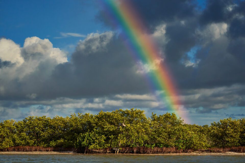 7. Rainbow over Mangroves, Mexico