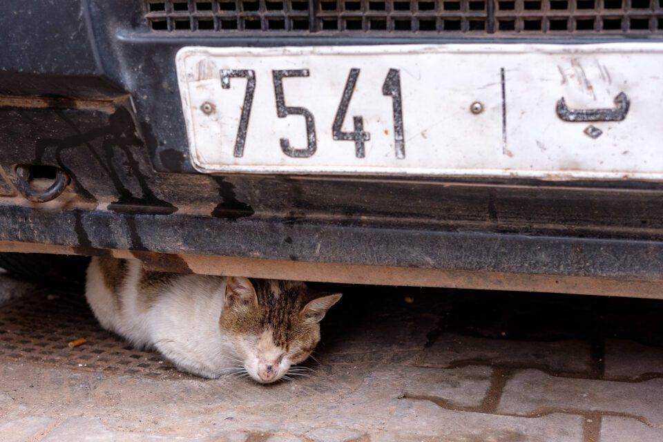 Cats of Morocco #2
