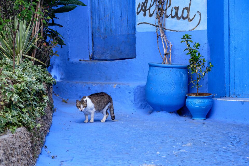 Cats of Morocco #6