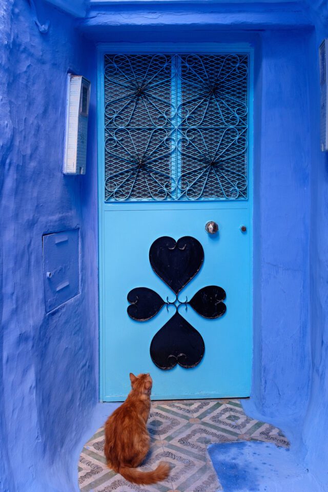 Cats of Morocco #8