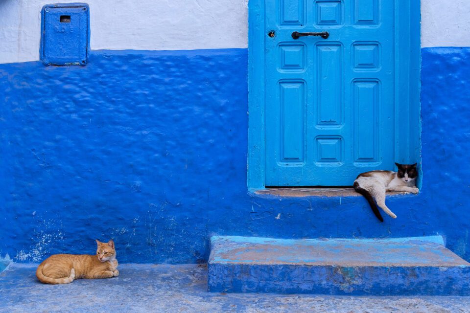 Cats of Morocco #9