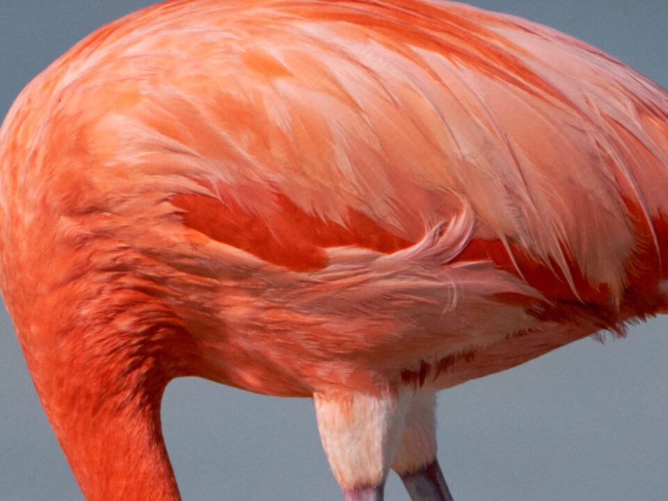 Crop of Flamingo Sharpness Example