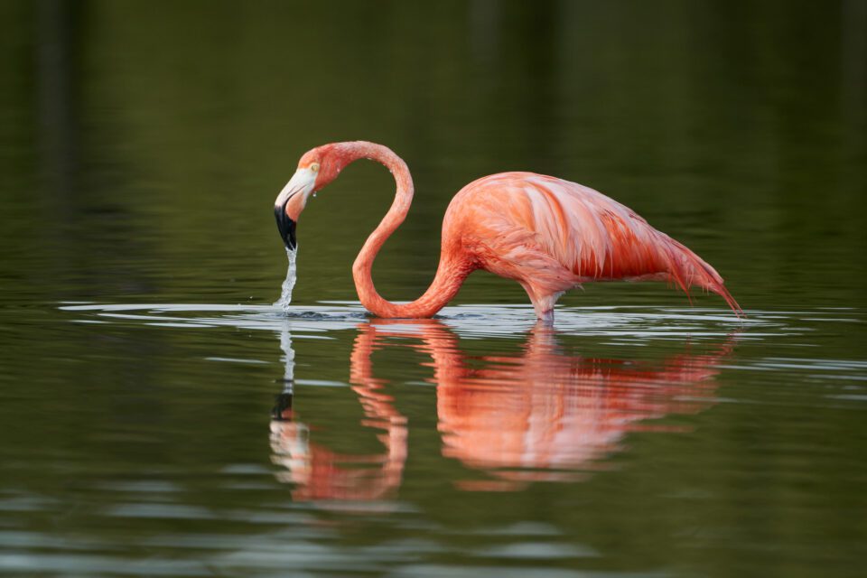 Flamingo Sample Photo