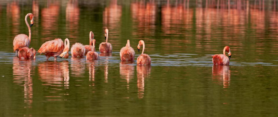 Flamingos Sony 2x Teleconverter