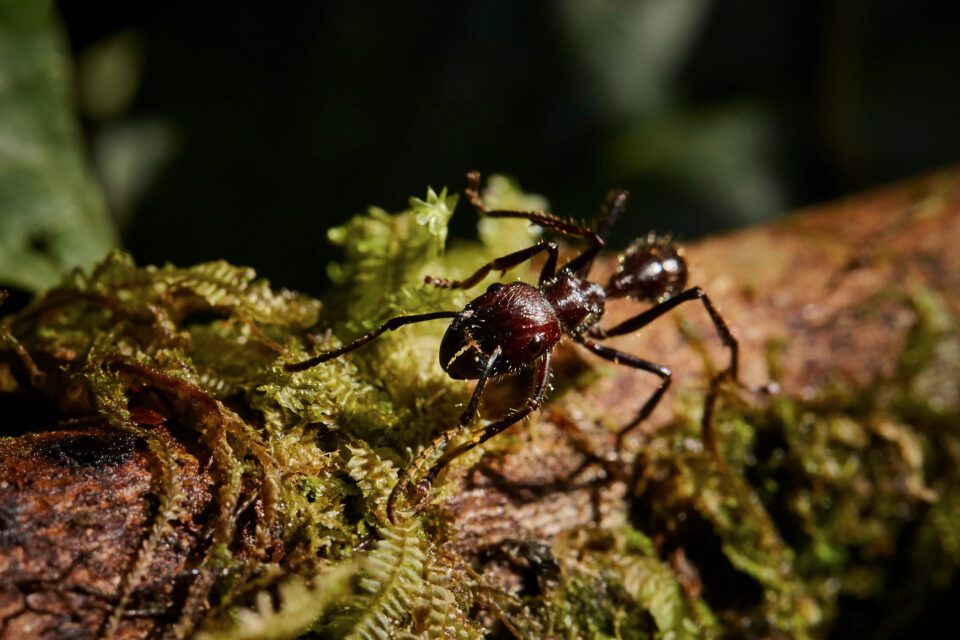 Macro Sample Photo of Ant