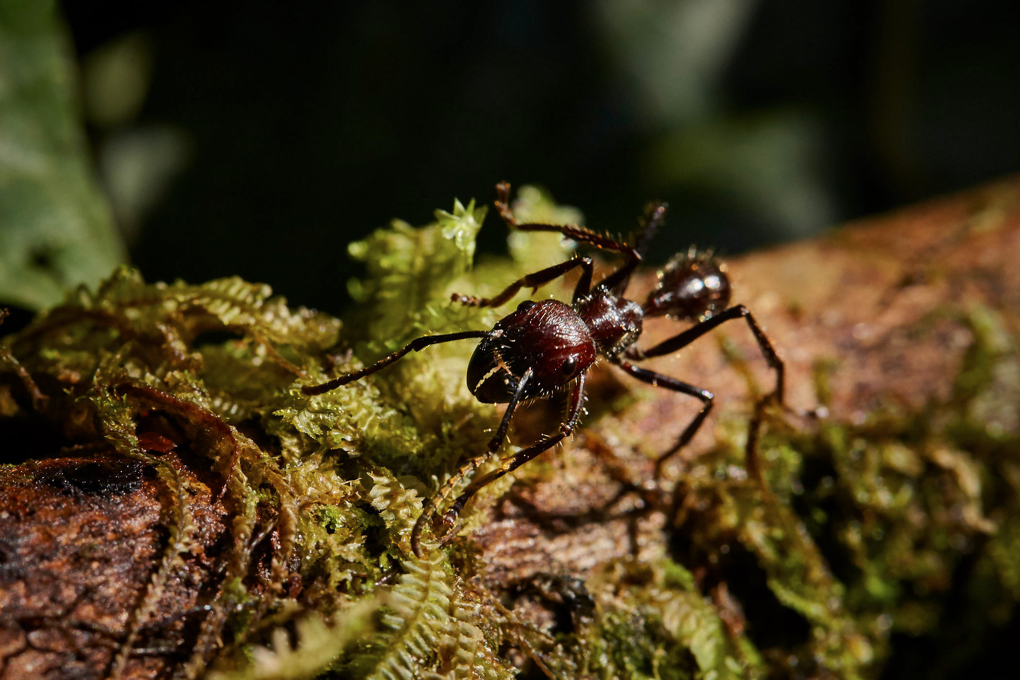 100mm macro for canon