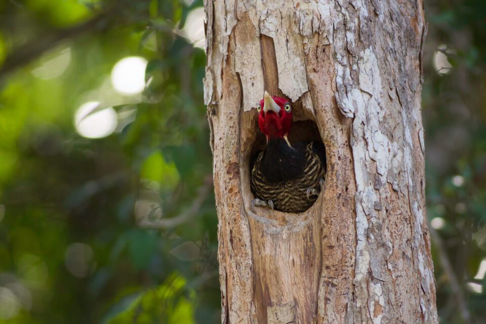 4. Pale Billed Woodpecker, Mexico