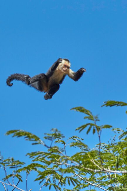 9. Capuchin Monkey Jump, Costa Rica
