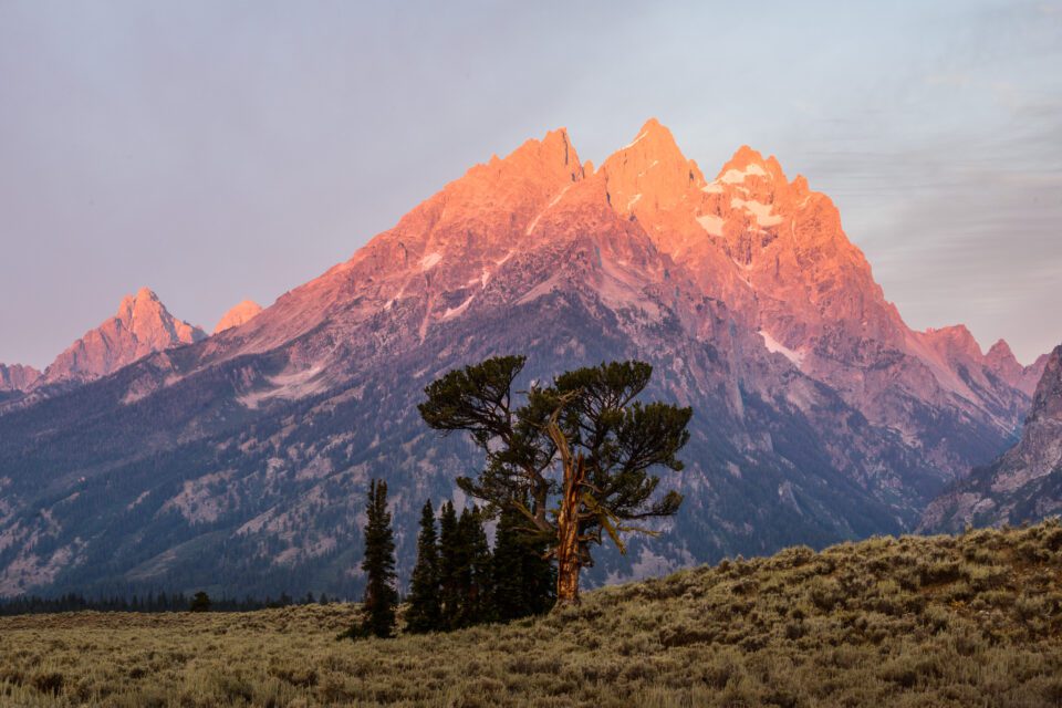 Patriarch Tree Grand Teton from Distant Perspective