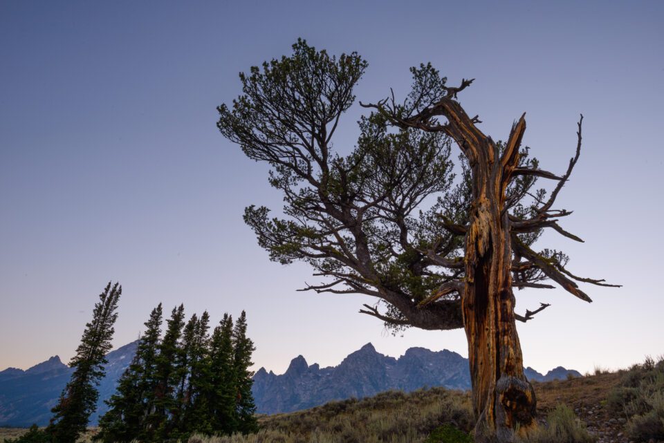 Patriarch Tree Grand Teton from Nearby Perspective