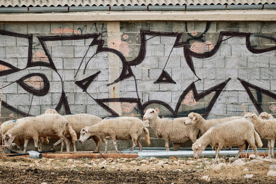 18. Sheep and Graffiti