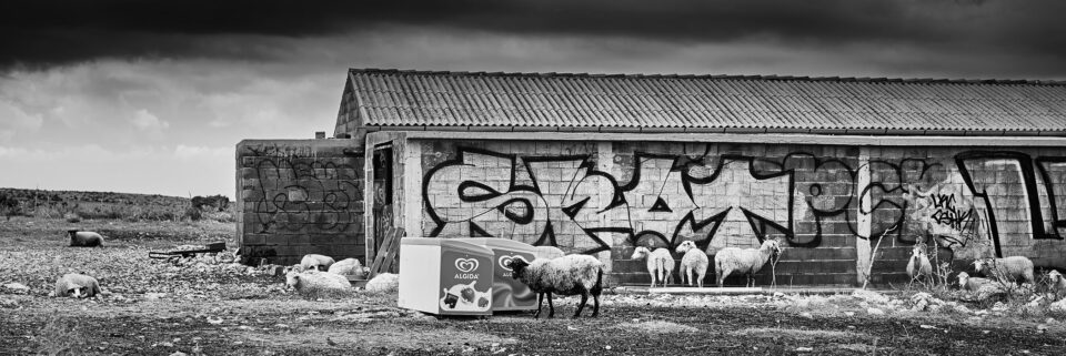 2. Sheep and Graffiti