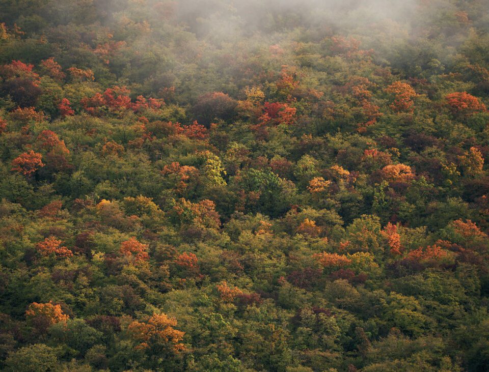21. Dalamtian Forest during Fall
