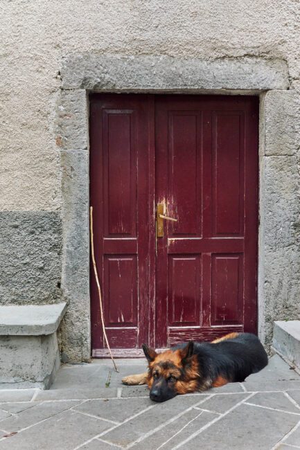 5. Dog and Red Door