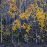 Yellow Aspen Trees