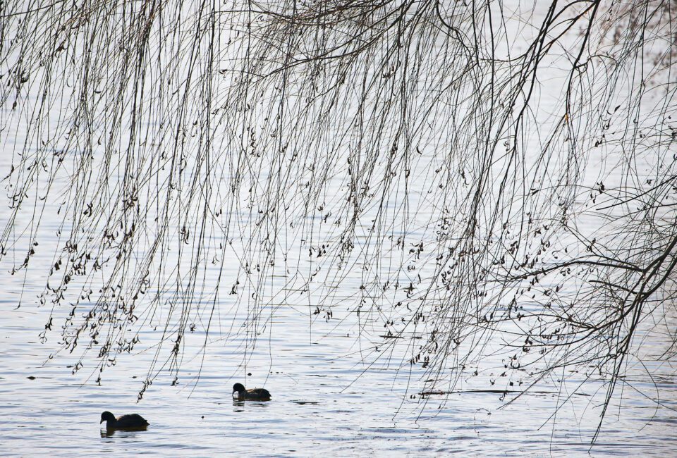 Branches and Coots