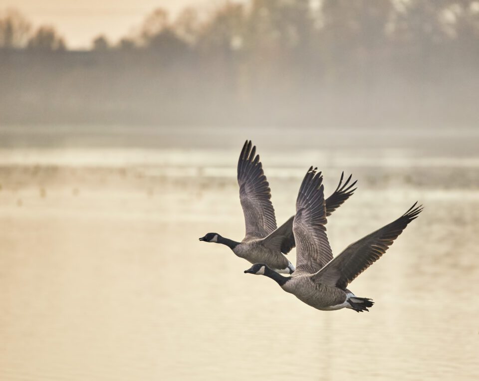 Canadian-Geese-Flight-Morning