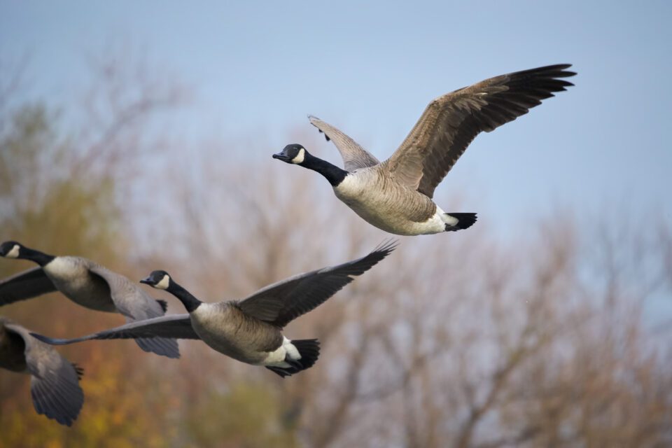Canadian-Geese-in-Flight