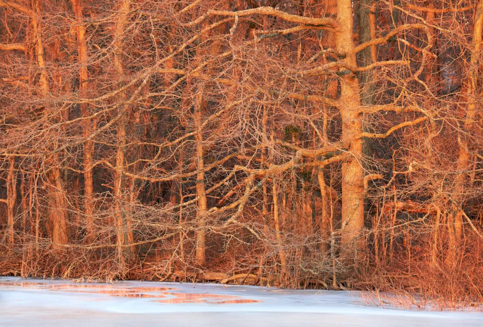 Red Forest and Ice Reflection 1