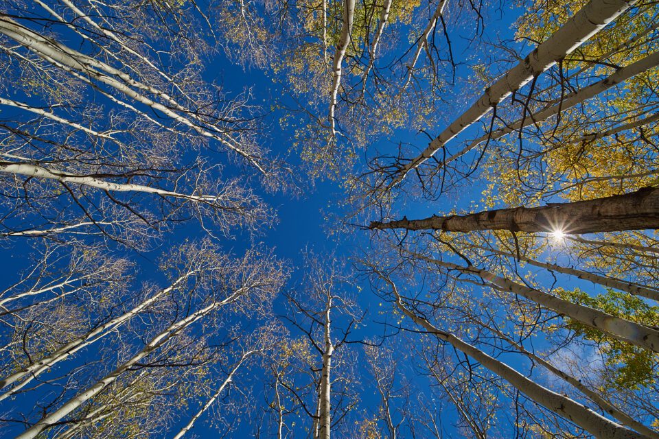 Aspen Trees Ultra Wide Angle Lens