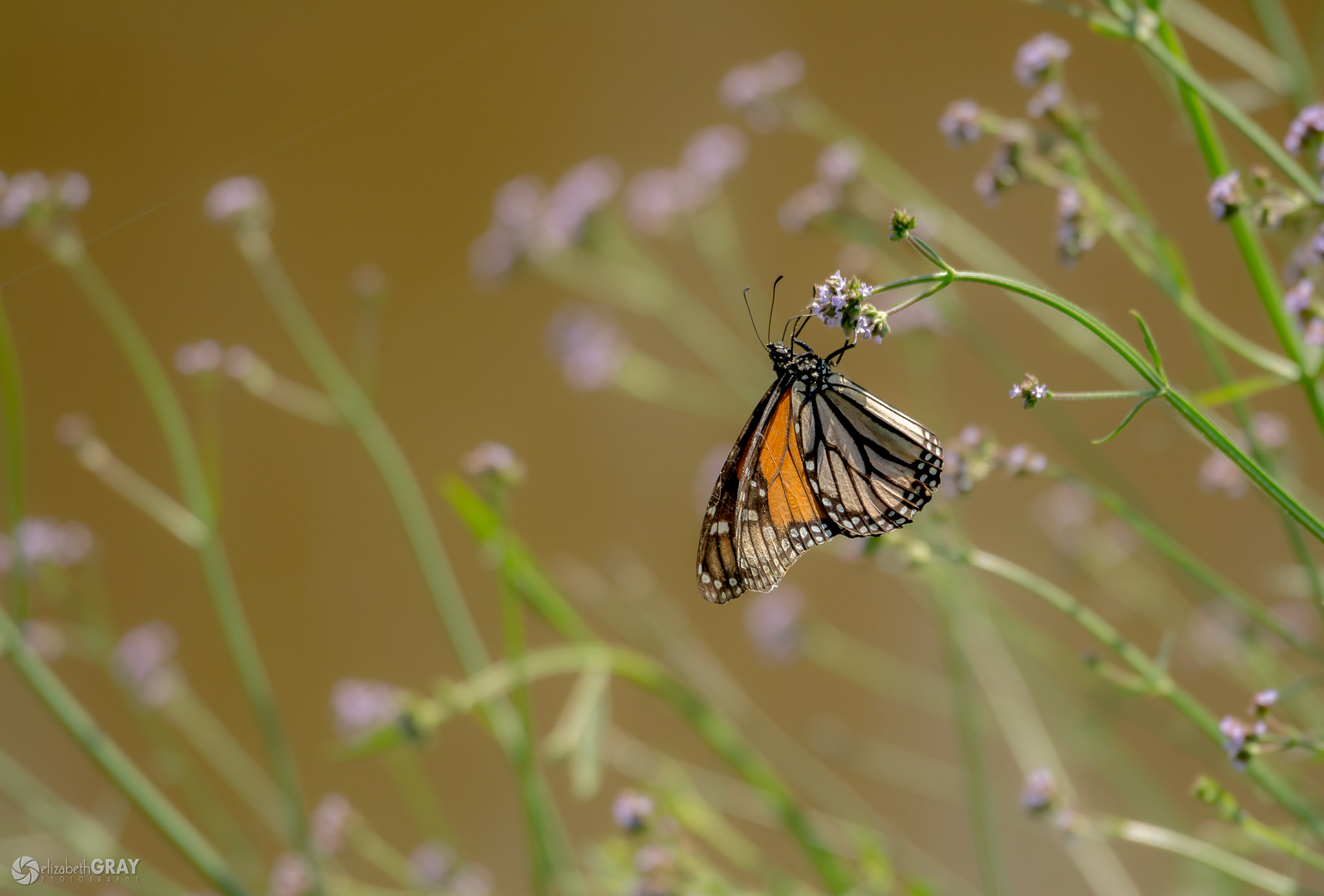 what-is-focal-point-in-photography-epicurianbeech