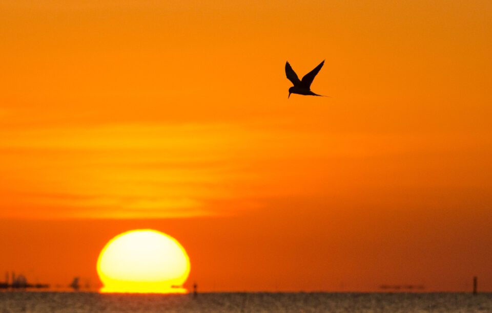 Sunset Tern