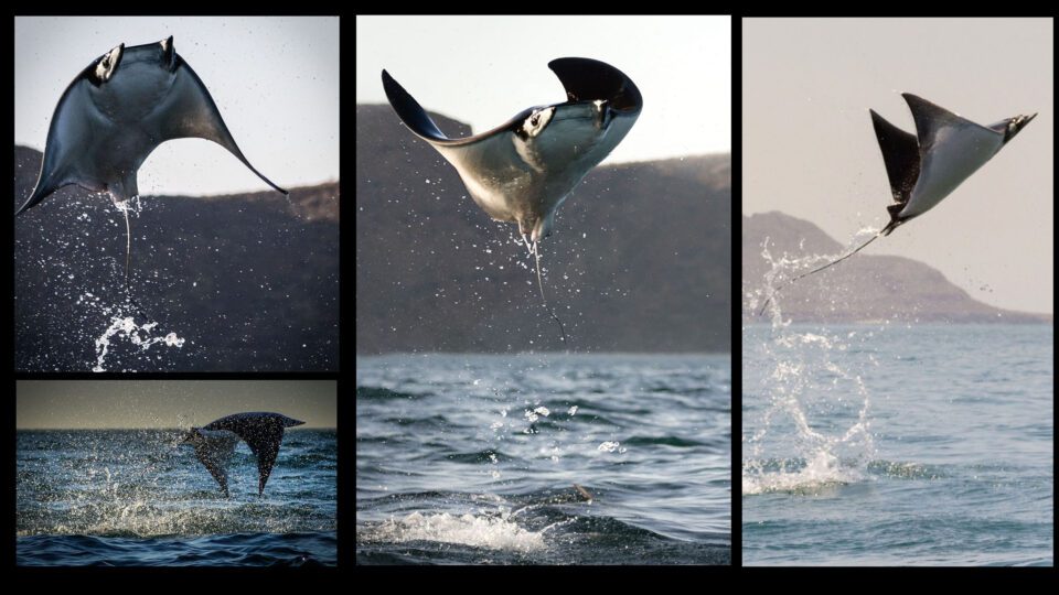 Collage of Devil Rays Jumping Out