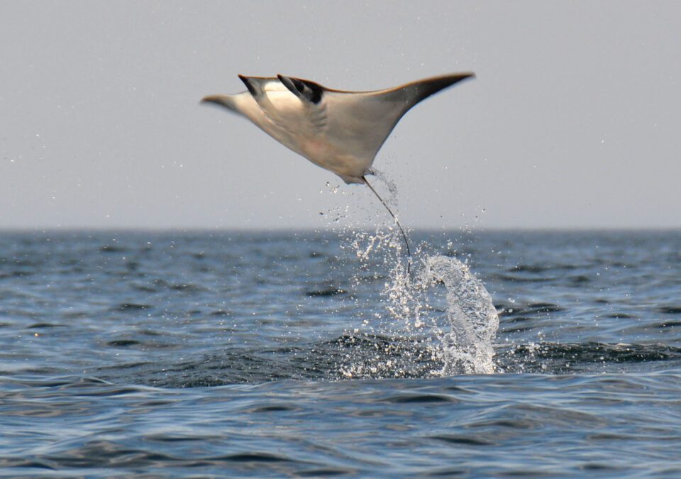 Devil Ray Jumping out of Sea