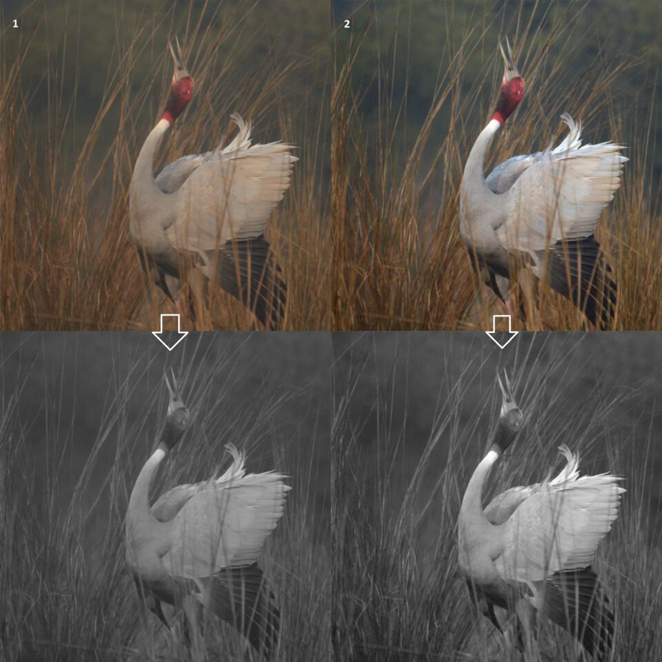 Color correction is the first step in black and white conversion