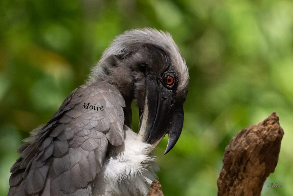 Showing Moire on the feather patten of Grey Hornbill image. Cropped to show the moire without any processing.