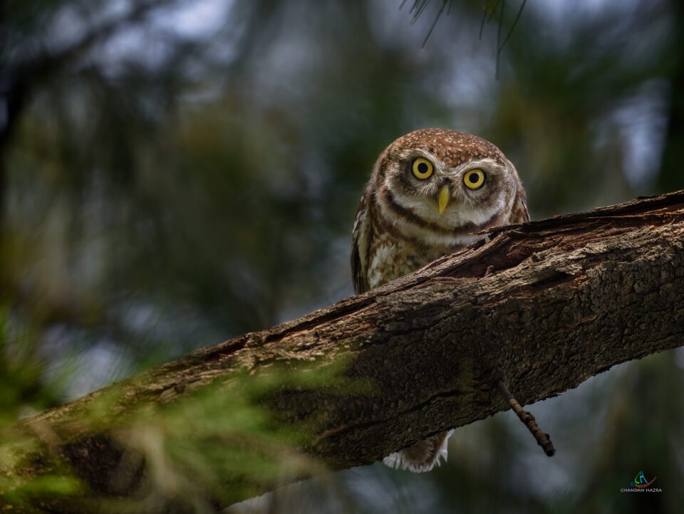 Spotted Owl