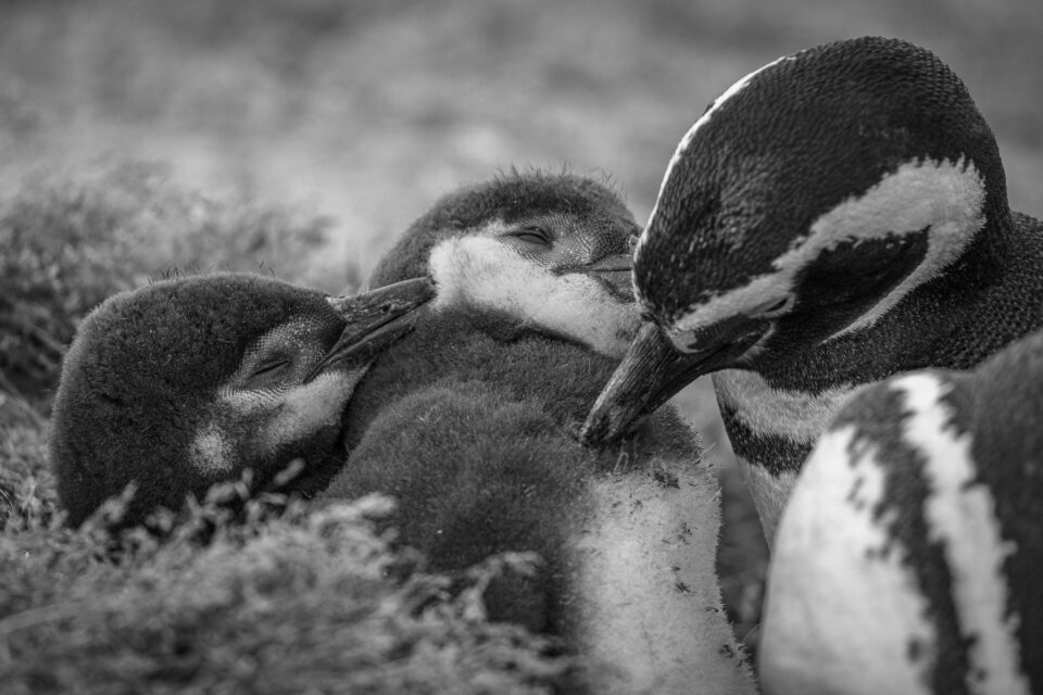 Humboldt penguins in Patagonia. Thousands of these penguins live near the sea straits from Ushuaia to Punta Arenas.