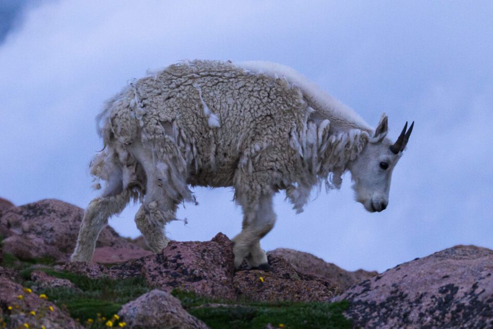 100% crop of Mount Evans Goat Photo
