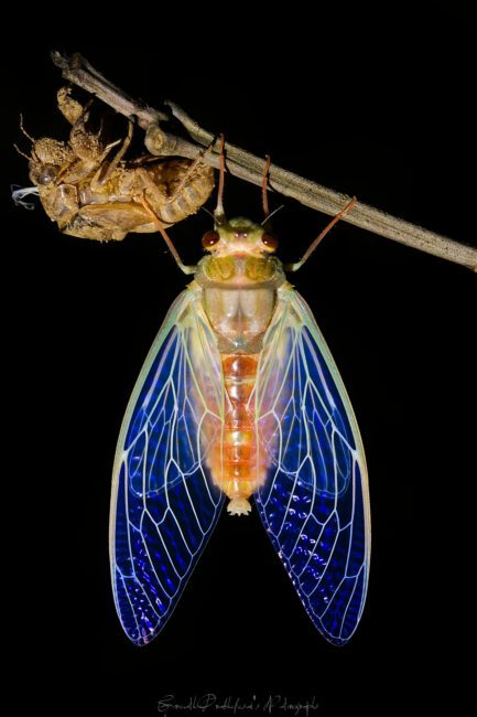 A Cicada after shedding it's Exoskeleton