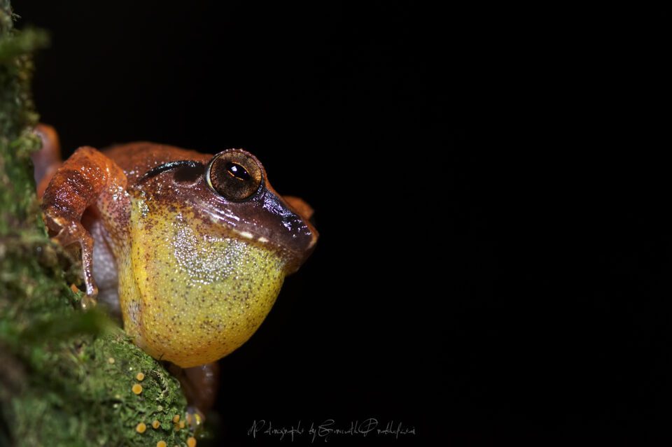 Amboli Bush Frog - Pseudophilautus amboli
