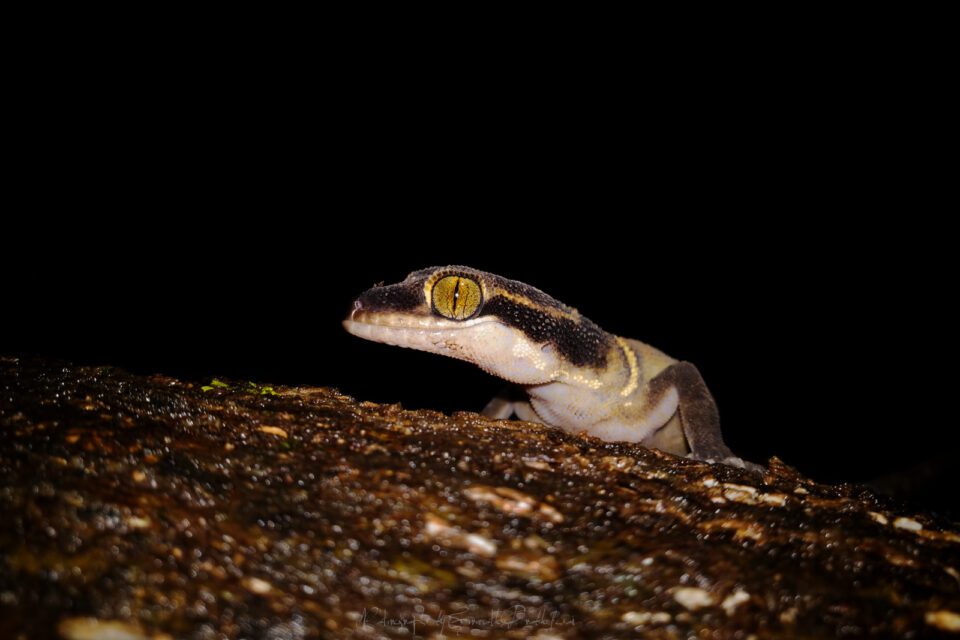 Deccan Banded Gecko - Cyrtodactylus deccanensis