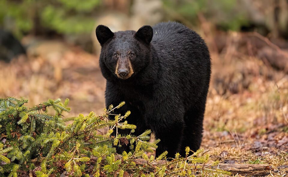 This photo of a female black bear is taken with the Nikon D5, the company's flagship camera for sports and wildlife photography.