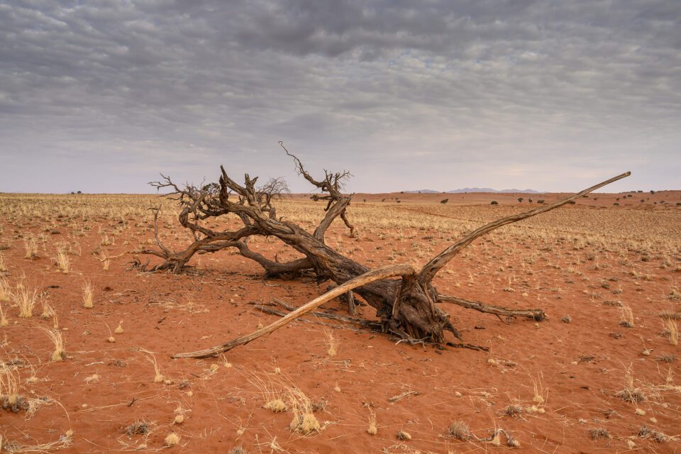 A dead tree in Namib Desert