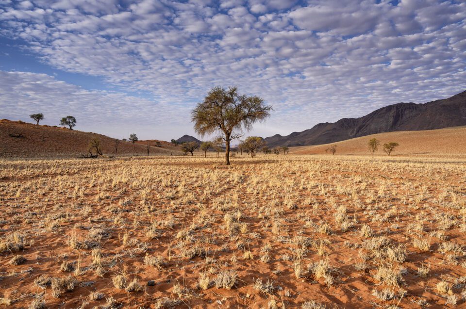 A lone tree in Namibia
