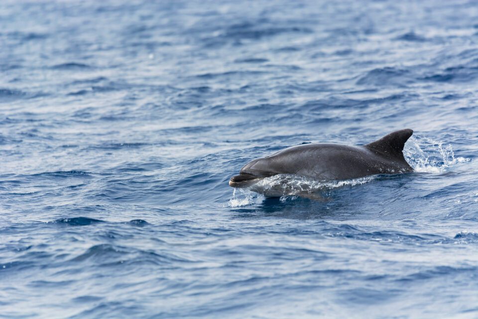 Dolphin jumping out of water, São Miguel Island, Azores