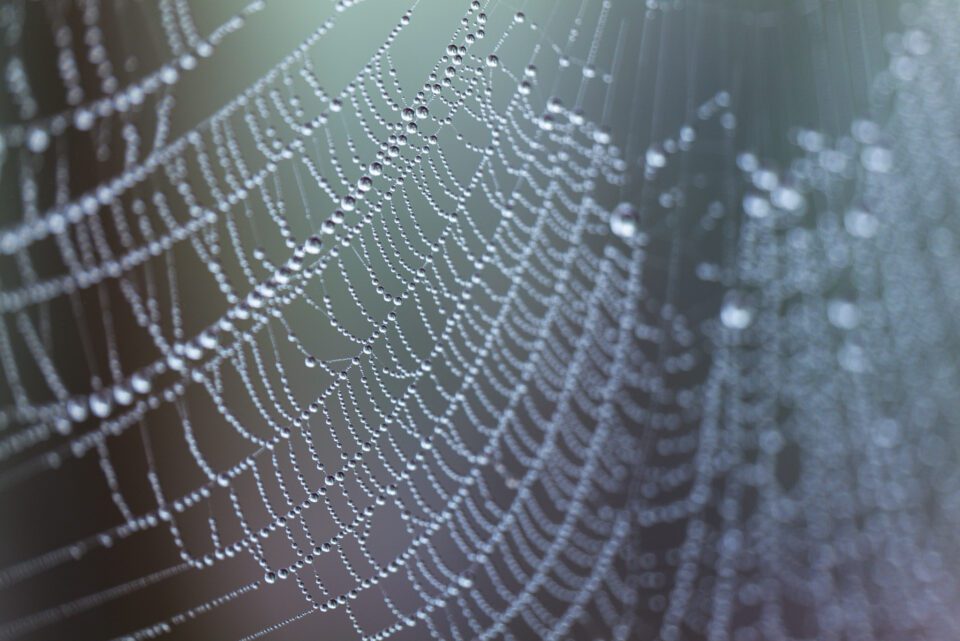 When the Panasonic S1R's AF-C system does engage, it works extremely well. I used it for this close-up photo of a spider web with water droplets, and the photo turned out completely sharp.