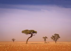 Trees-in-Namib-Desert