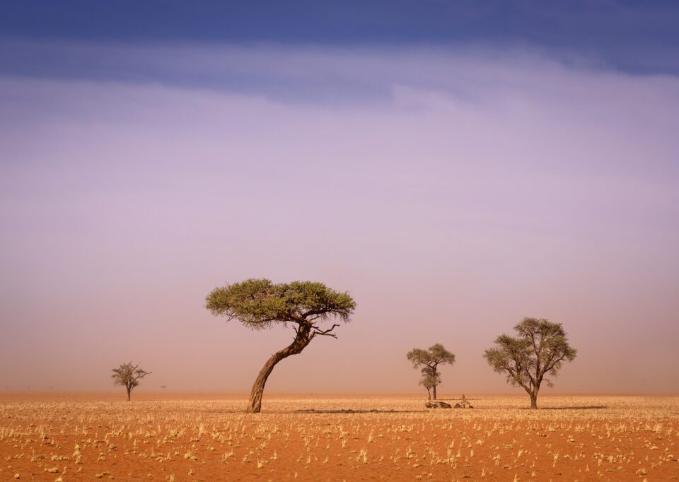 Lone trees in the Namib Desert